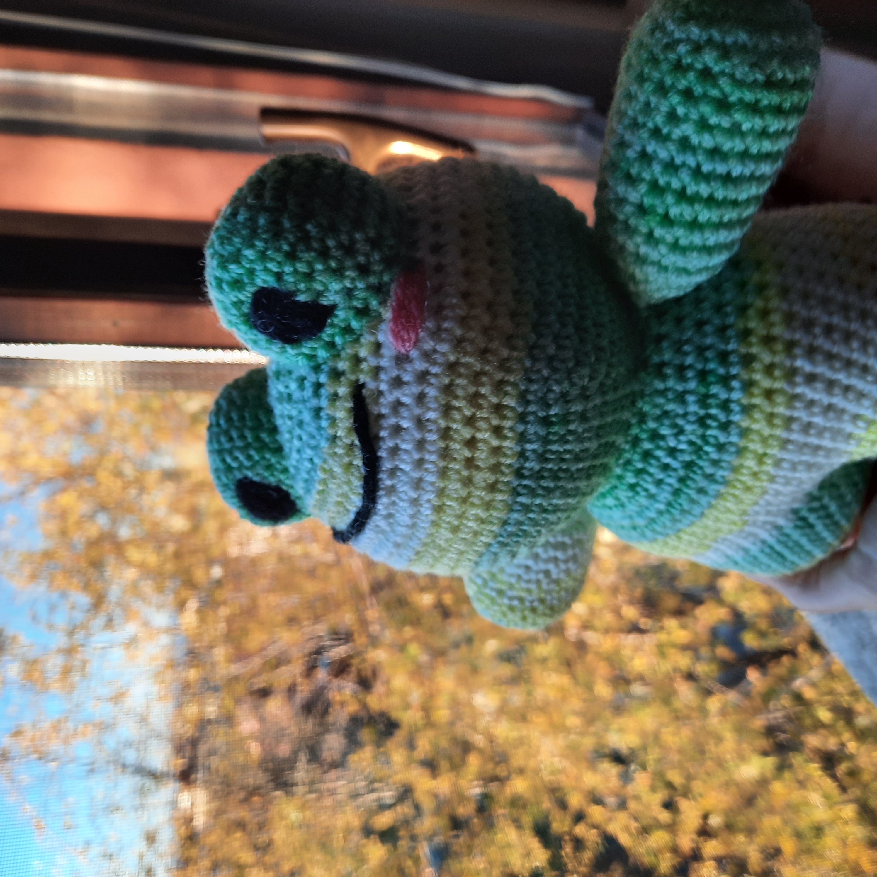 [Lettuce the Frog looking out the window in autumn.]